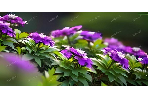 武汉桑拿领航者：健康养生，尽在掌握